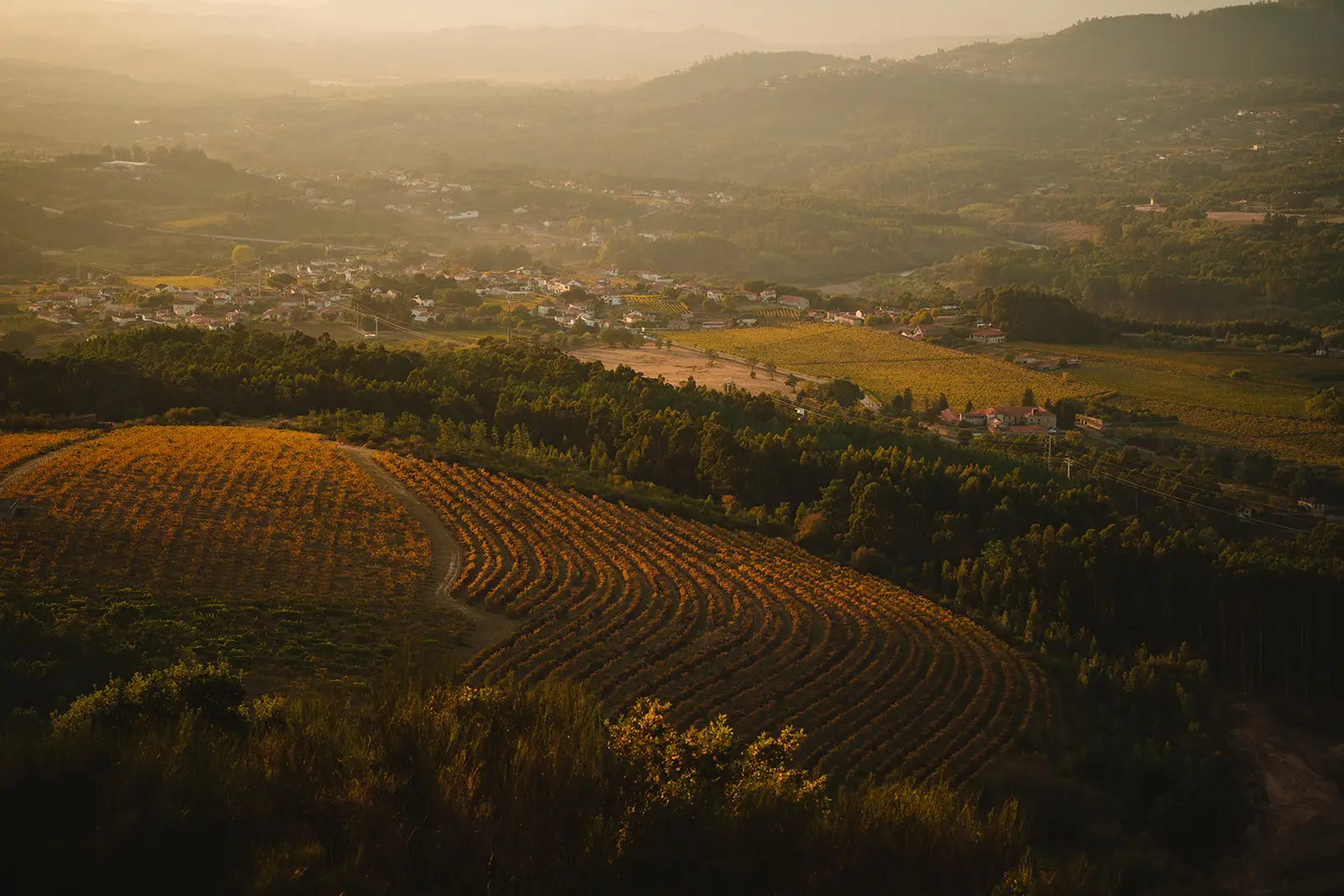 Vista a&eacute;rea de vinhedos ao entardecer, com vilarejo ao fundo.