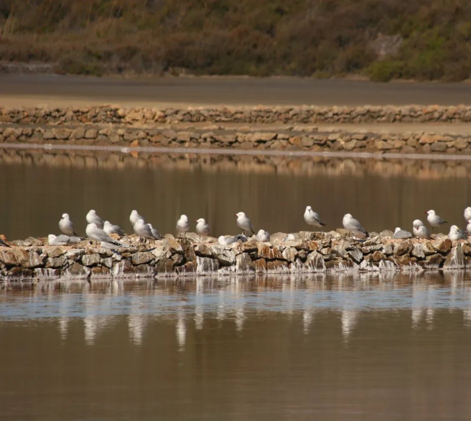 Gaviotas posadas en una fila de rocas sobre el agua.