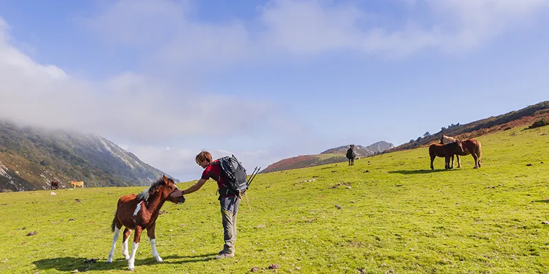 Mujer con mochila pasea con caballos en pradera verde y monta&ntilde;as.