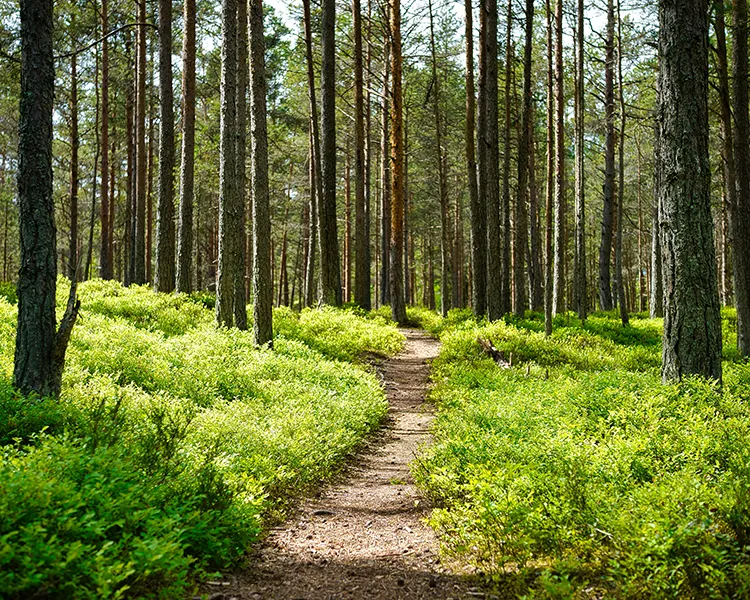 Camino entre un bosque de pinos con arbustos verdes junto al sendero