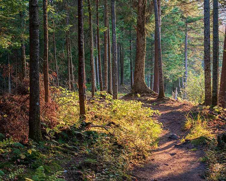 Sendero en un bosque de pinos, con luz entre &aacute;rboles y follaje verde y dorado