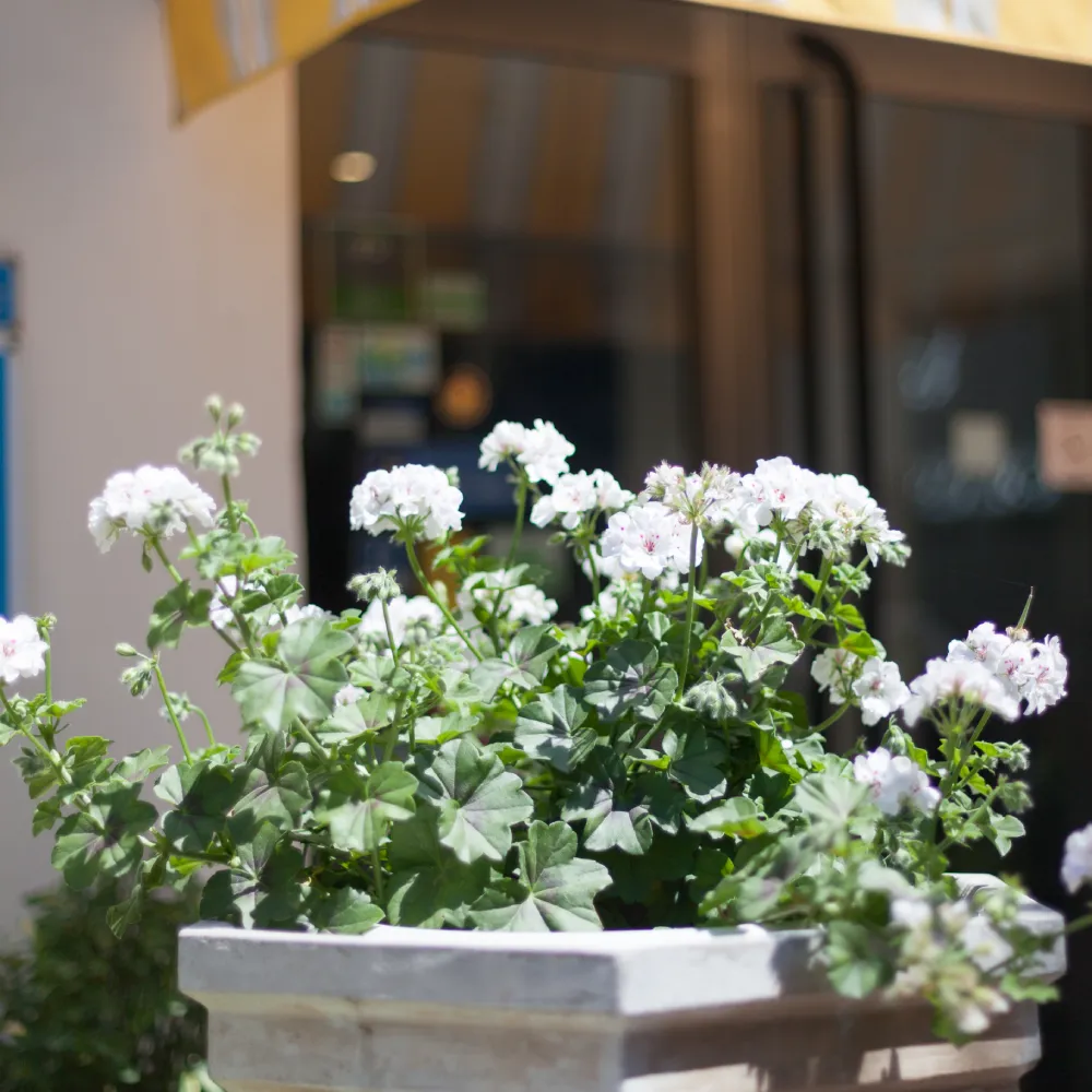 Flores blancas y hojas verdes en maceta junto a una ventana oscura