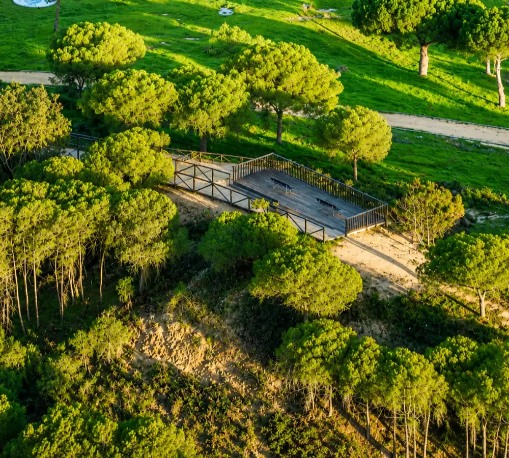 Pasarela de madera entre &aacute;rboles, en colinas verdes con luz solar dorada