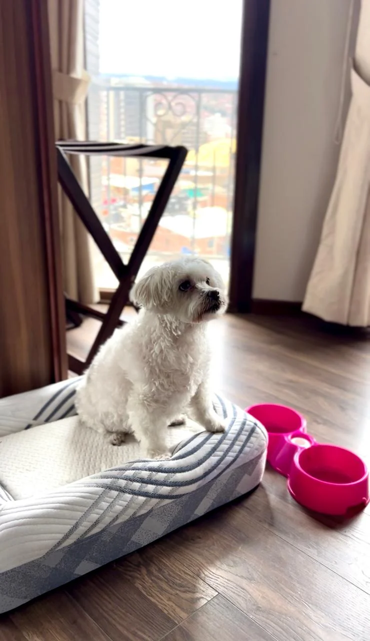 Perro blanco sentado en cama con juguete rosado frente a ventana