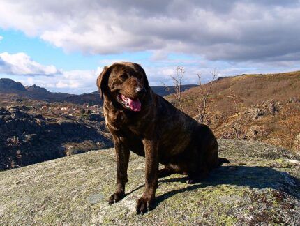 Cachorro marrom em rocha com montanhas ao fundo e c&eacute;u nublado