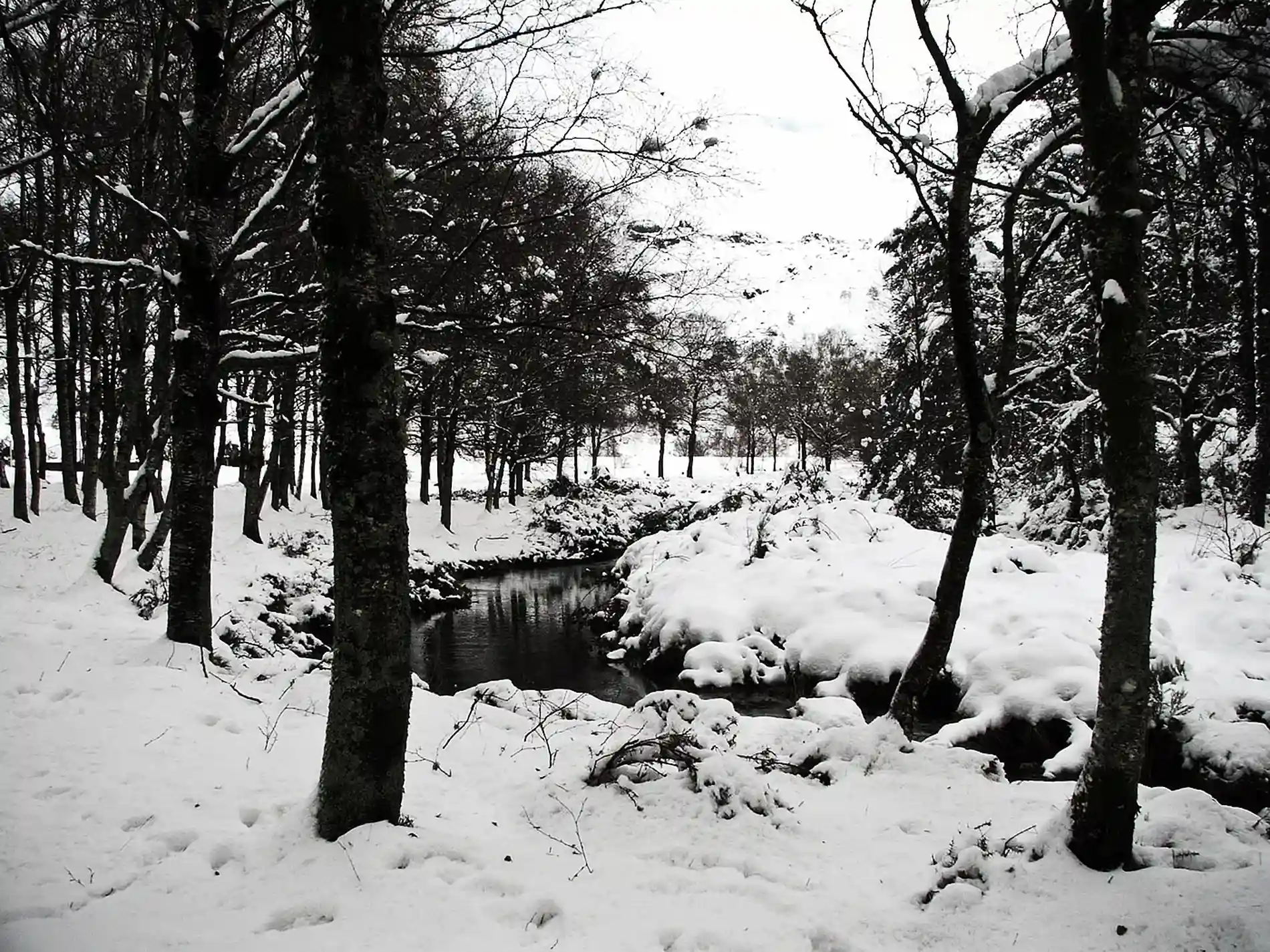 Floresta nevada em preto e branco com rio e troncos cobertos de neve