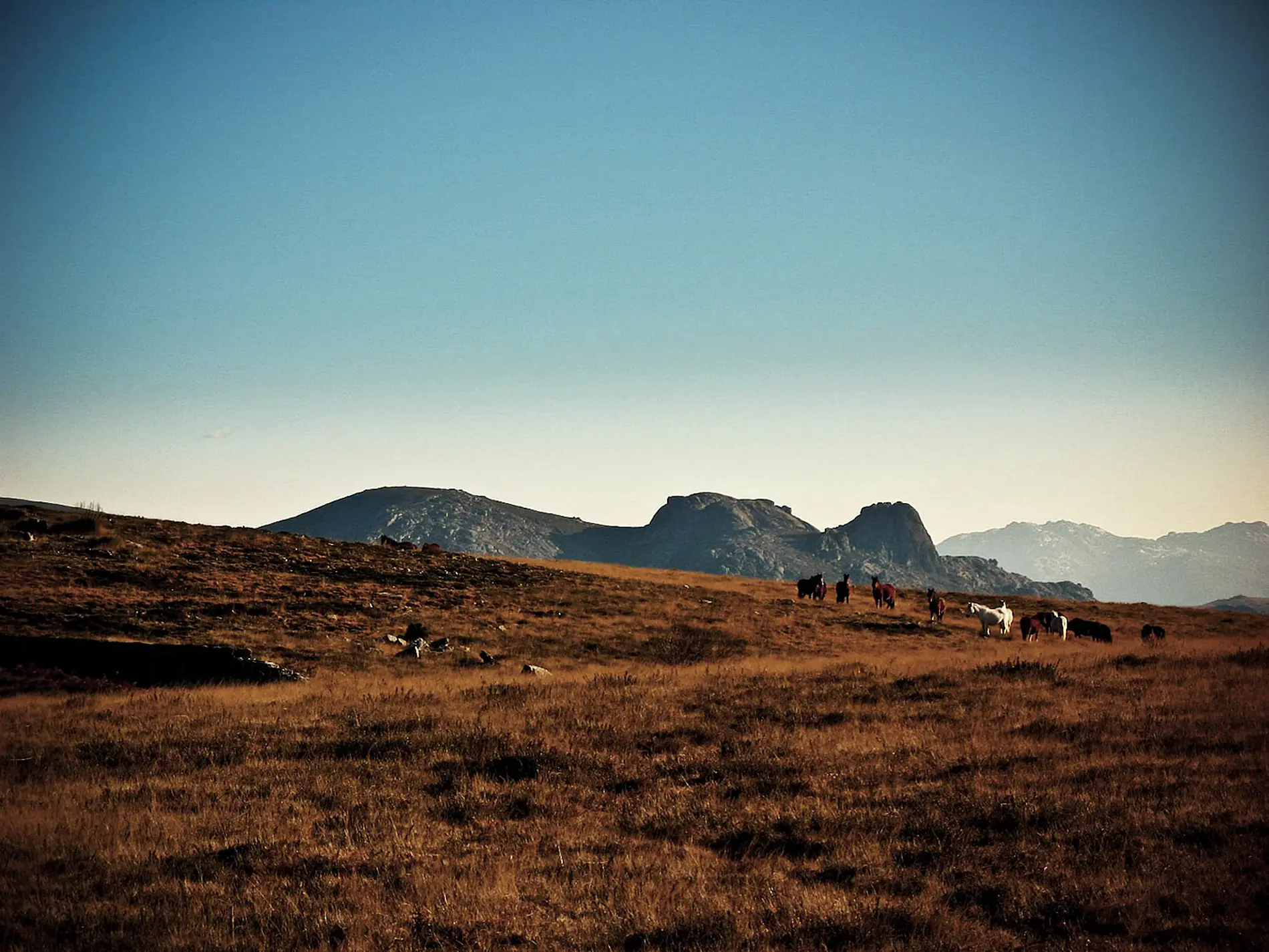 Rebanho caminhando em campo com montanhas ao fundo ao entardecer