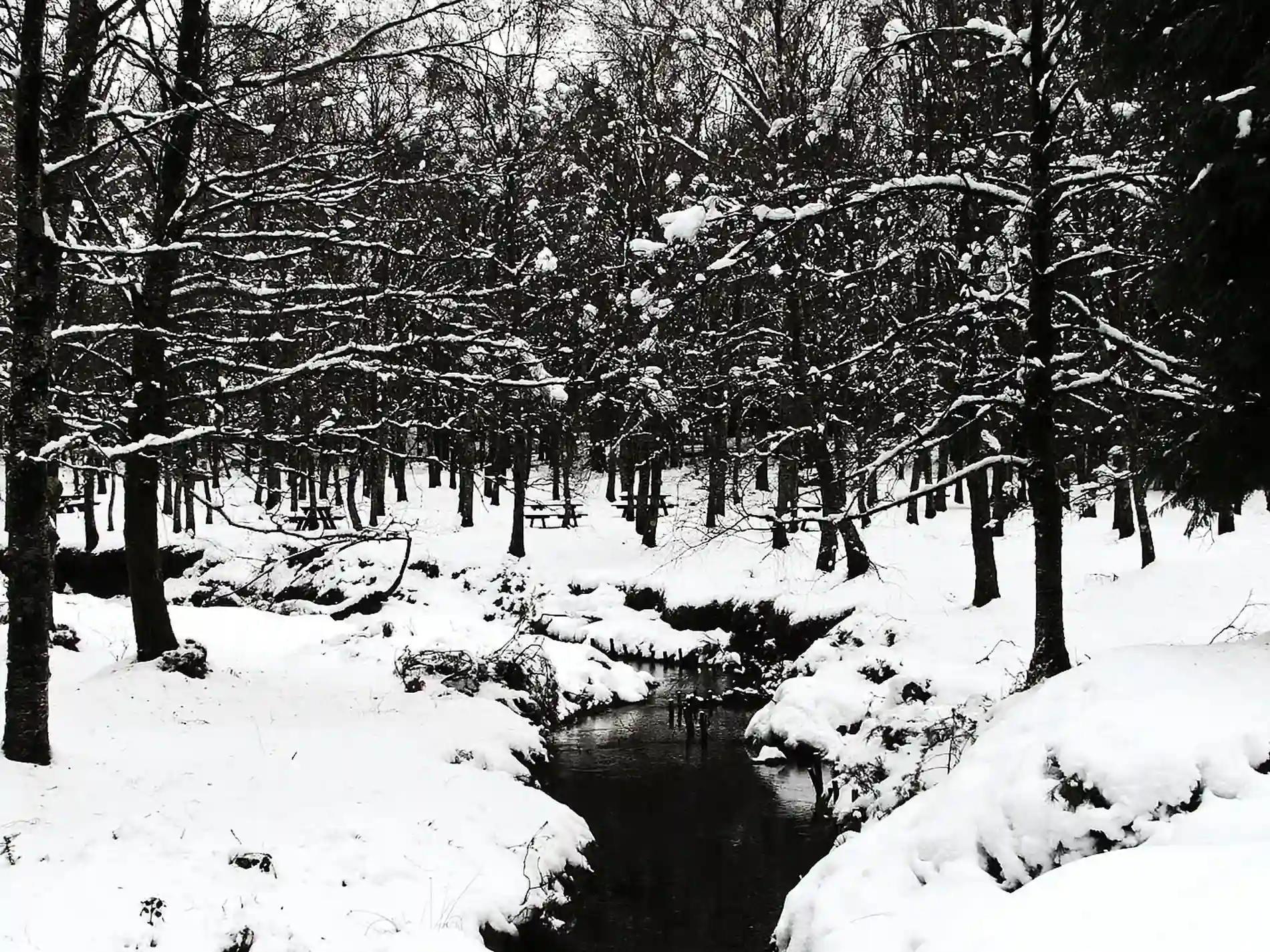 Floresta com árvores sem folhas cobertas de neve e rio ao fundo.