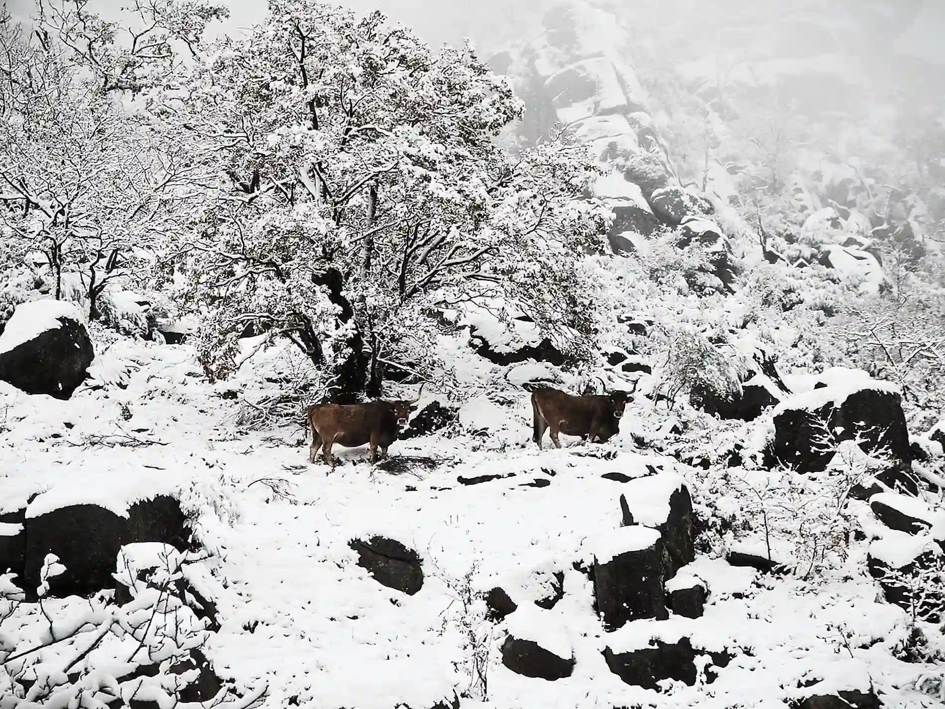 Gado pastando na neve em um campo, com árvores cobertas por branco
