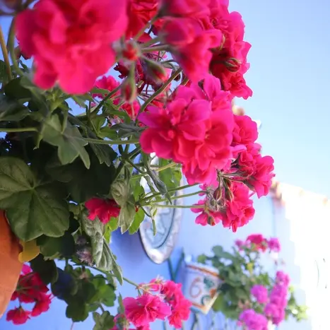 Ramos de flores rosadas con cielo azul al fondo, en primer plano.