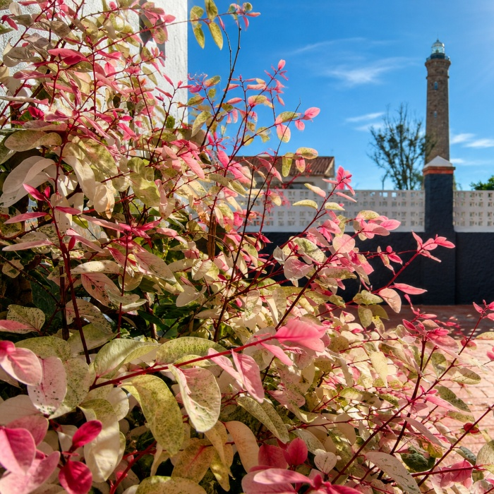 Flores y hojas rosadas en primer plano con torre de iglesia al fondo, cielo azul.