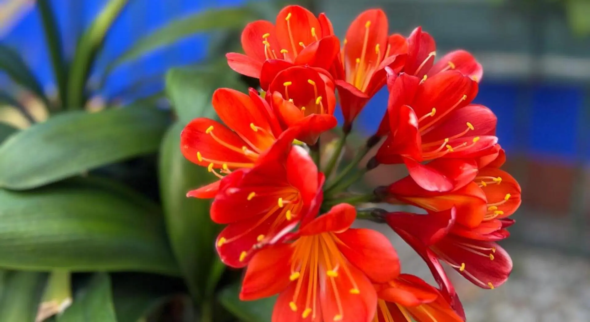 Racimo de flores rojas con estambres amarillos, en jard&iacute;n con fondo azul y verde