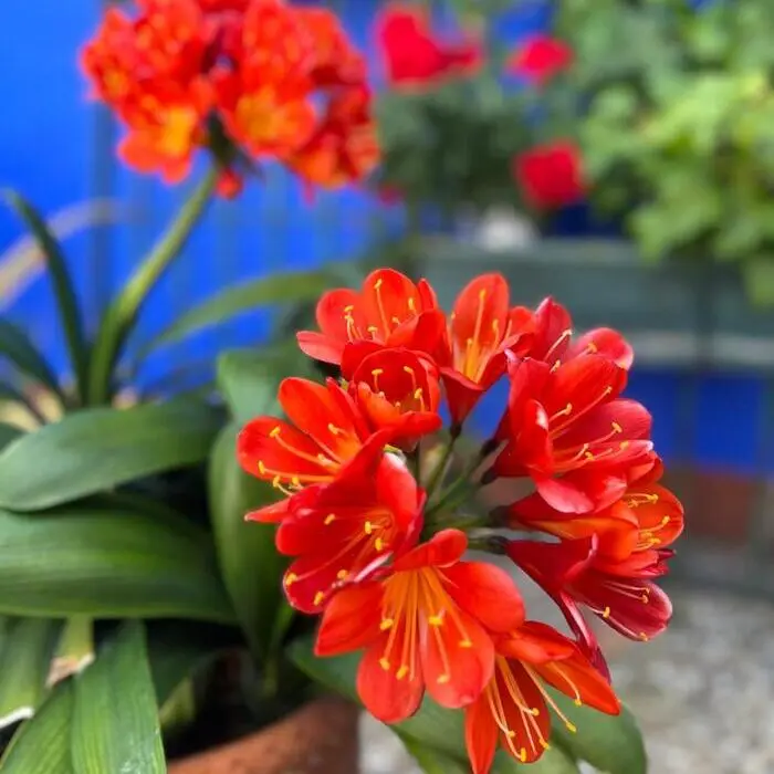Racimo de flores rojas y naranjas con fondo desenfocado verde y azul