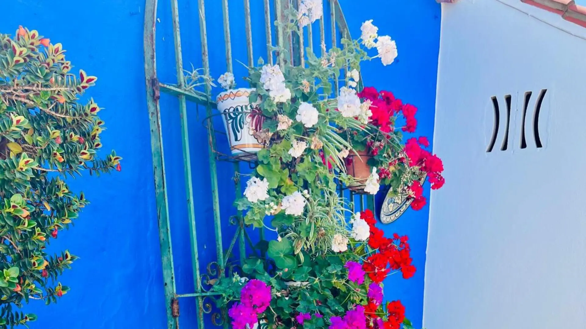 Flores multicolores sobre una ventana azul con marco de metal y reja