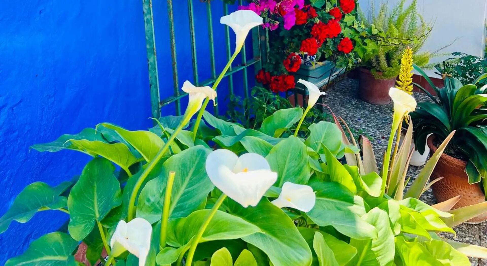 Flores blancas con jardineras y fondo de pared azul, patio con macetas