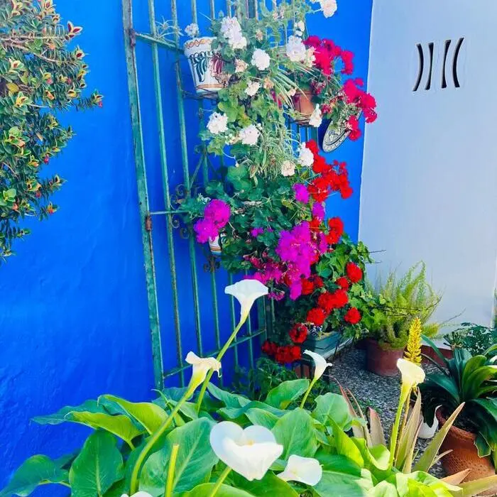 Flores coloridas junto a una puerta azul y blanca, con hojas verdes al frente.