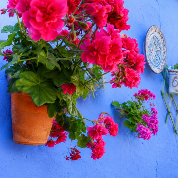 Ramo de flores rosadas en maceta de barro sobre pared azul.