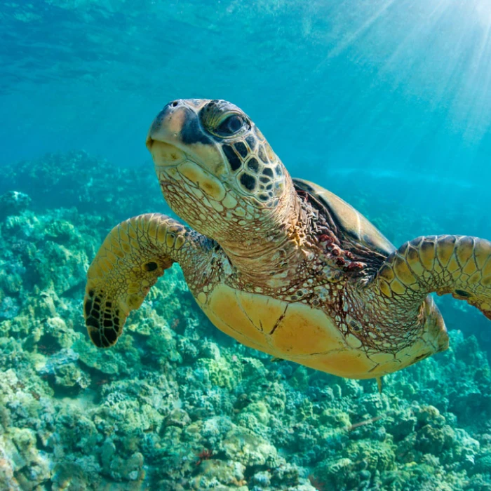 Tortuga marina nadando sobre arrecife bajo el agua, en primer plano.