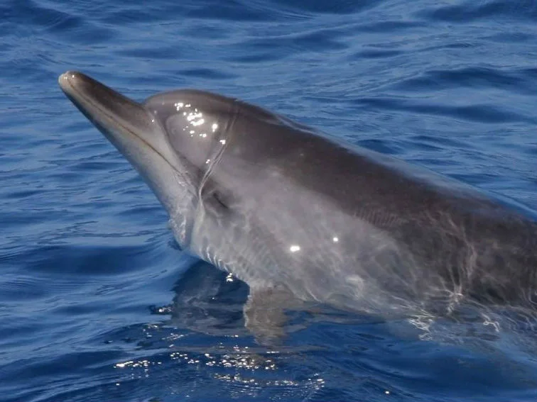Delf&iacute;n gris saltando en el oc&eacute;ano azul.