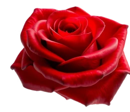 Close-up of a red rose with velvety petals on a white background