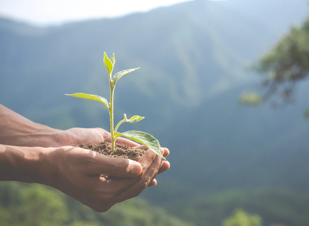 Manos sosteniendo una peque&ntilde;a planta verde en un paisaje monta&ntilde;oso.