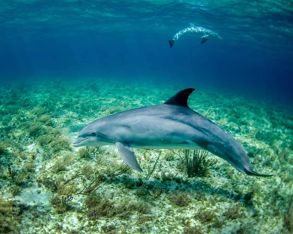 Delfines nadando sobre un arrecife marino, bajo el agua.
