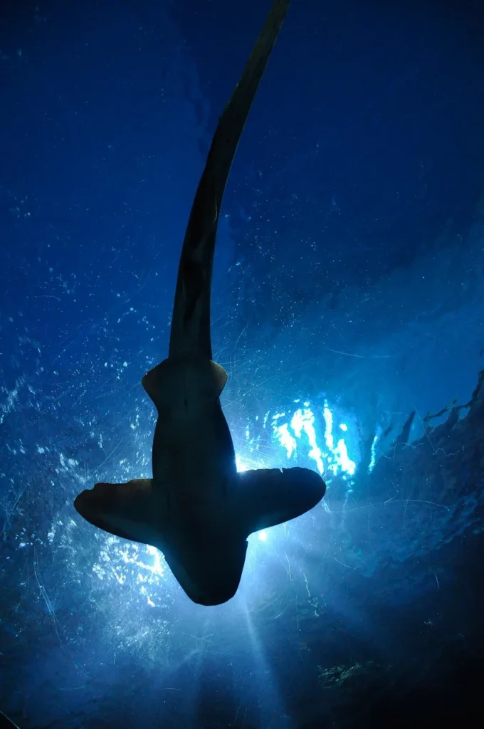 Un d&iacute;a en el acuario Sea Life Benalm&aacute;dena - Mac Puerto Marina | Benalm&aacute;dena | Web oficial