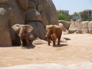 Un par de elefantes en Bioparc en Valencia.