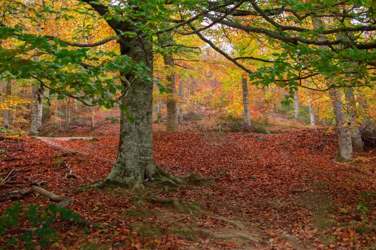 Bosque oto&ntilde;al con hojas rojas, troncos y ramas entre &aacute;rboles.