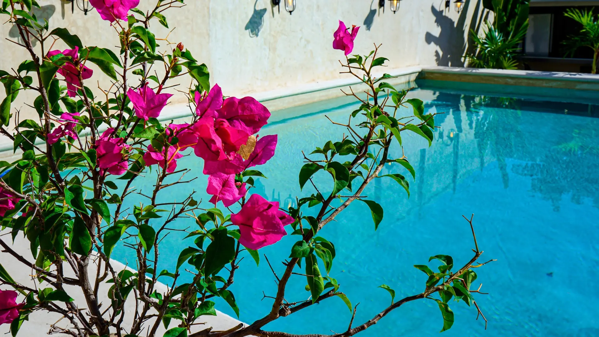 Flores rosadas en arbusto junto a piscina azul al aire libre