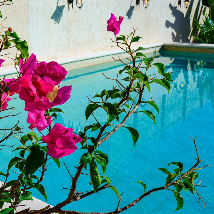 Flores fucsias y ramas verdes junto a una piscina azul.