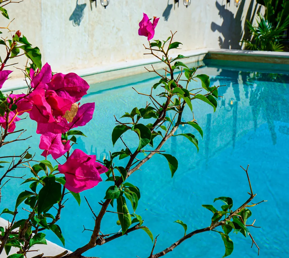 Flores rosadas junto a piscina azul al aire libre, con arbusto y hojas verdes
