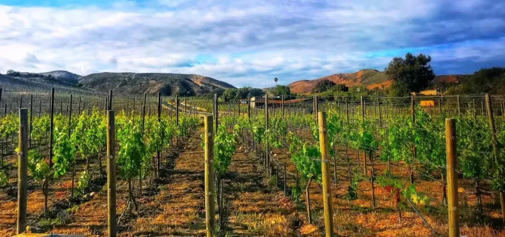 Vi&ntilde;edo con filas de parras, monta&ntilde;as al fondo y cielo nublado azul.