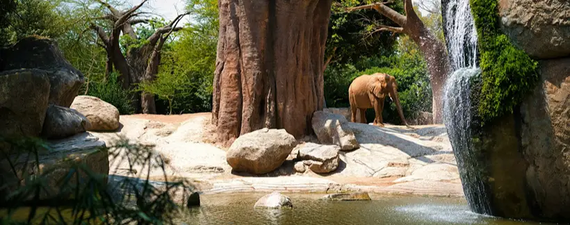 Elefante junto a una cascada y rocas en un recinto natural