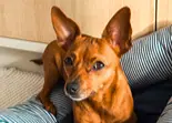 Perro pastor belga en la cama, mirando hacia la c&aacute;mara
