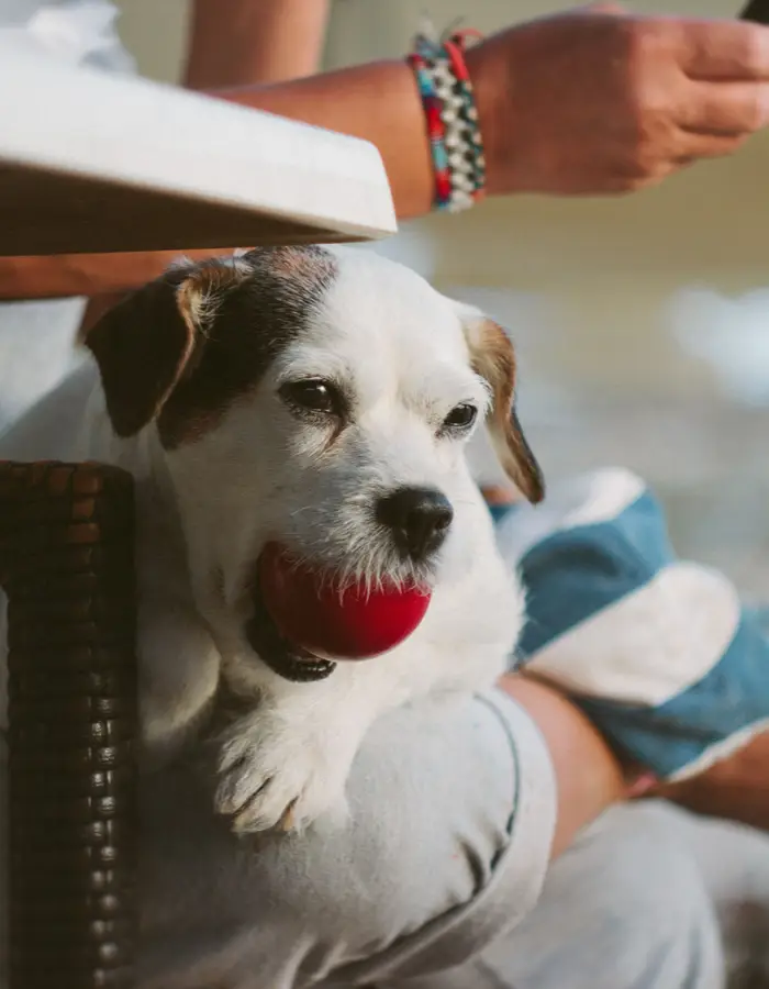 Perro blanco con correa roja, sentado junto a una persona al aire libre