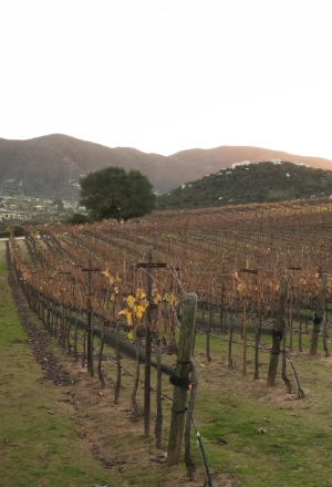 Vineyard rows on rolling hills at sunset, with mountains in the background