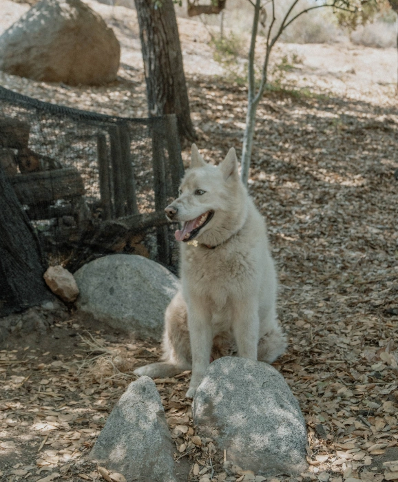 White dog sitting outdoors near rocks and trees, tongue out