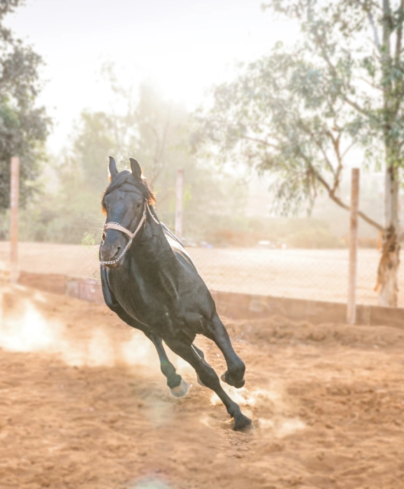 Black horse galloping on dusty ranch road with trees in background
