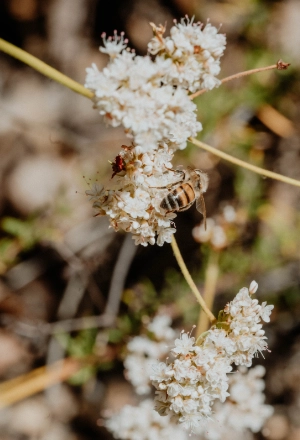 Bees on white wildflowers in blurred outdoor background