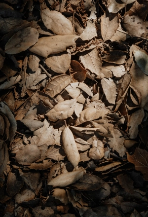 Dry fallen leaves and scattered soil in a close-up ground texture.