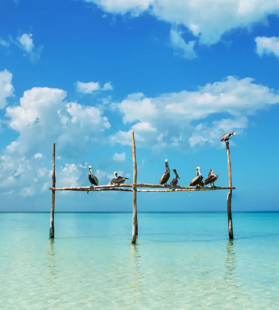Aves posadas en un poste flotante sobre un mar turquesa bajo un cielo azul