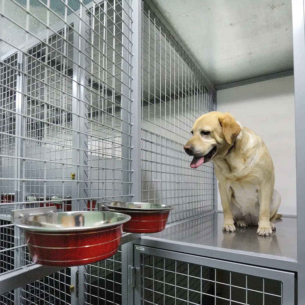 Perro amarillo sentado en una jaula de metal con cuencos rojos y comida