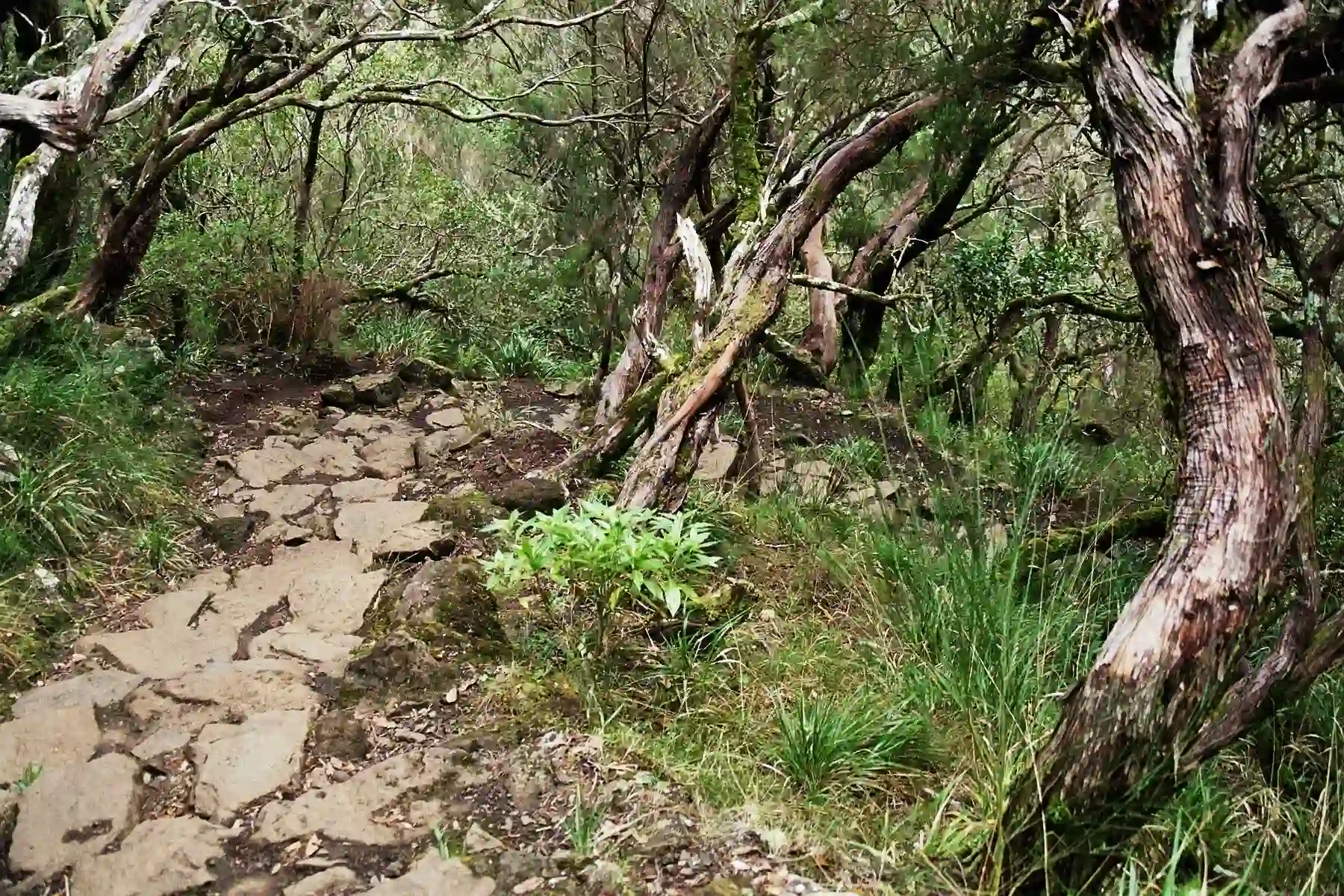 Troncos e galhos em mata com trilha de pedras e vegeta&ccedil;&atilde;o verde