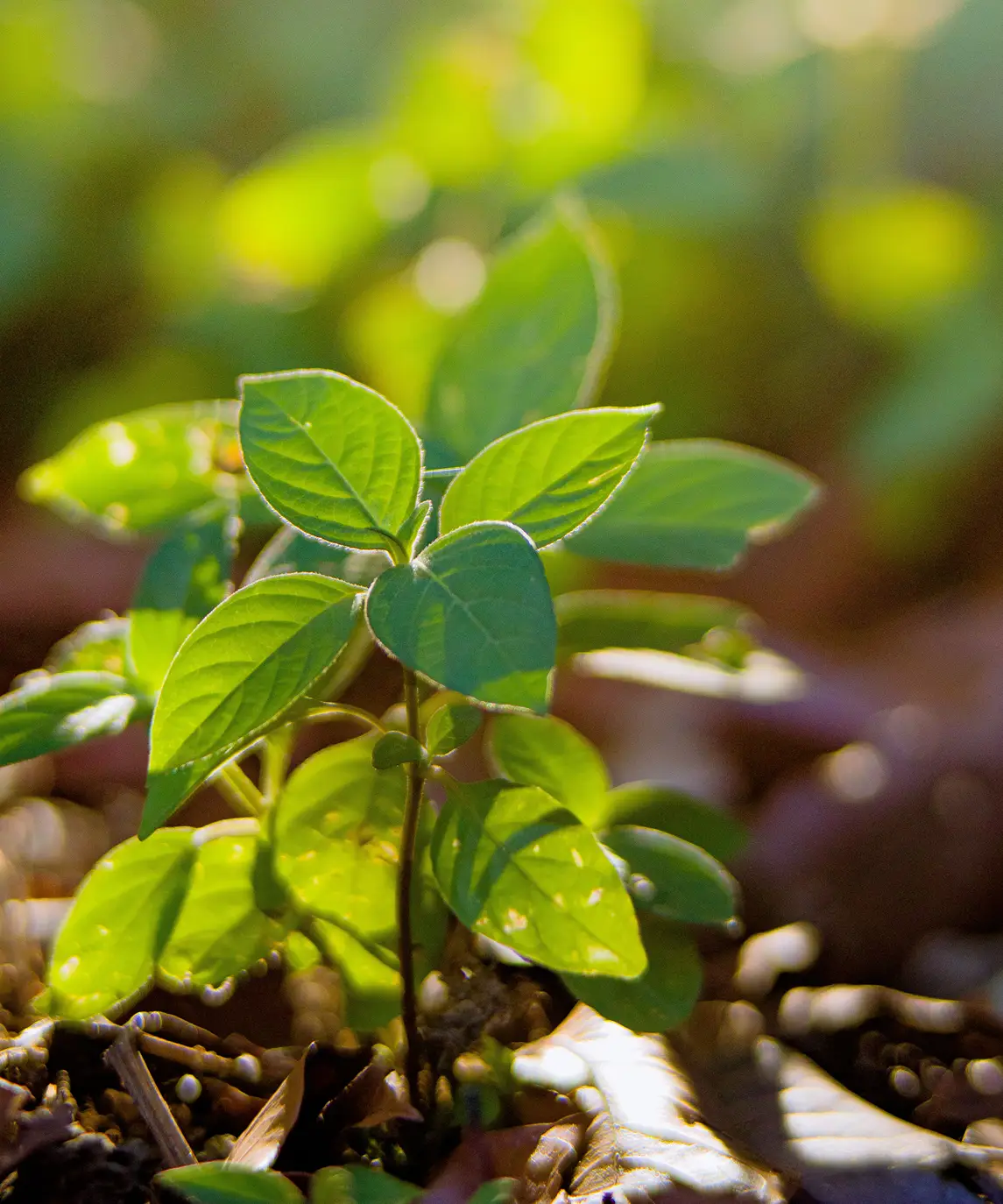 Planta joven con hojas verdes en primer plano, fondo desenfocado verde.