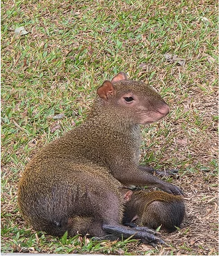 Comadreja o agut&iacute;: animal marr&oacute;n con cuerpo cubierto de pelo en el pasto