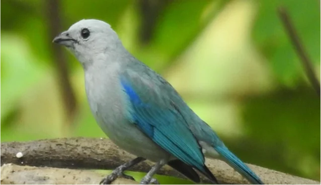 P&aacute;jaro gris y azul posado en una rama, con fondo verde borroso