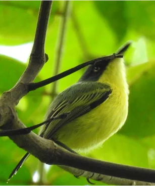 P&aacute;jaro negro y amarillo entre ramas, en fondo verde desenfocado