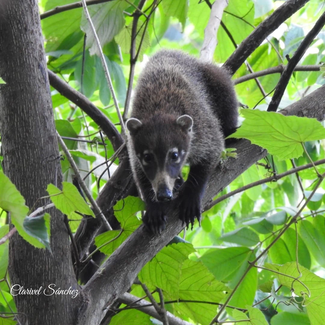 Coat&iacute; de nariz blanca entre la vegetaci&oacute;n de Albrook Inn