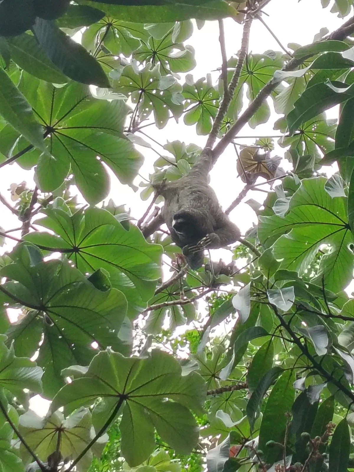 Perezoso entre las ramas del bosque de Albrook Inn